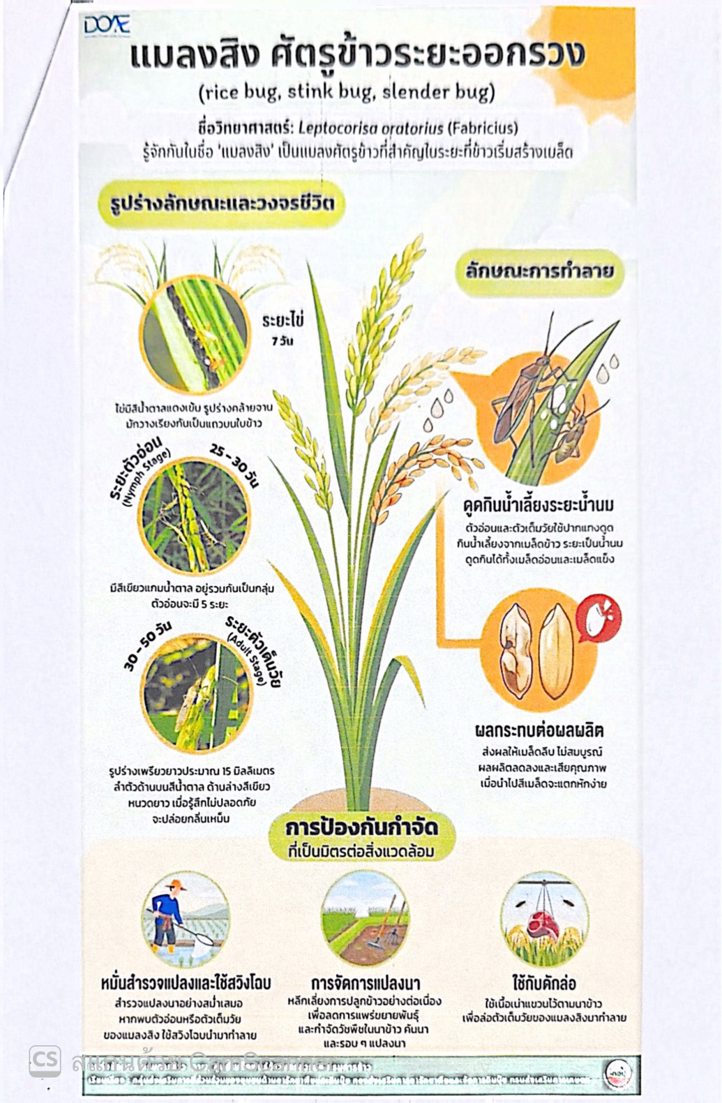 ศูนย์ส่งเสริมและพัฒนาอาชีพการเกษตรจังหวัดยโสธร เตือนเกษตรกรเฝ้าระวัง "แมลงสิง" ศัตรูพืชสำคัญในระยะข้าวออกรวง